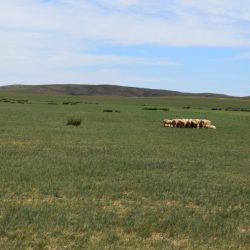 Day #8: Deep in the Mongolian grasslands