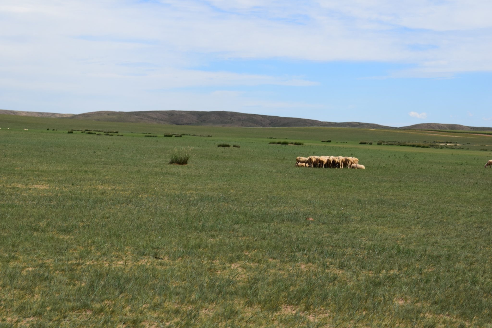 Day #8: Deep in the Mongolian grasslands