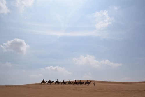 Camels walking at the beginning of the Gobi Desert