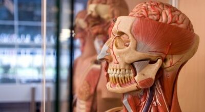 anatomical skull